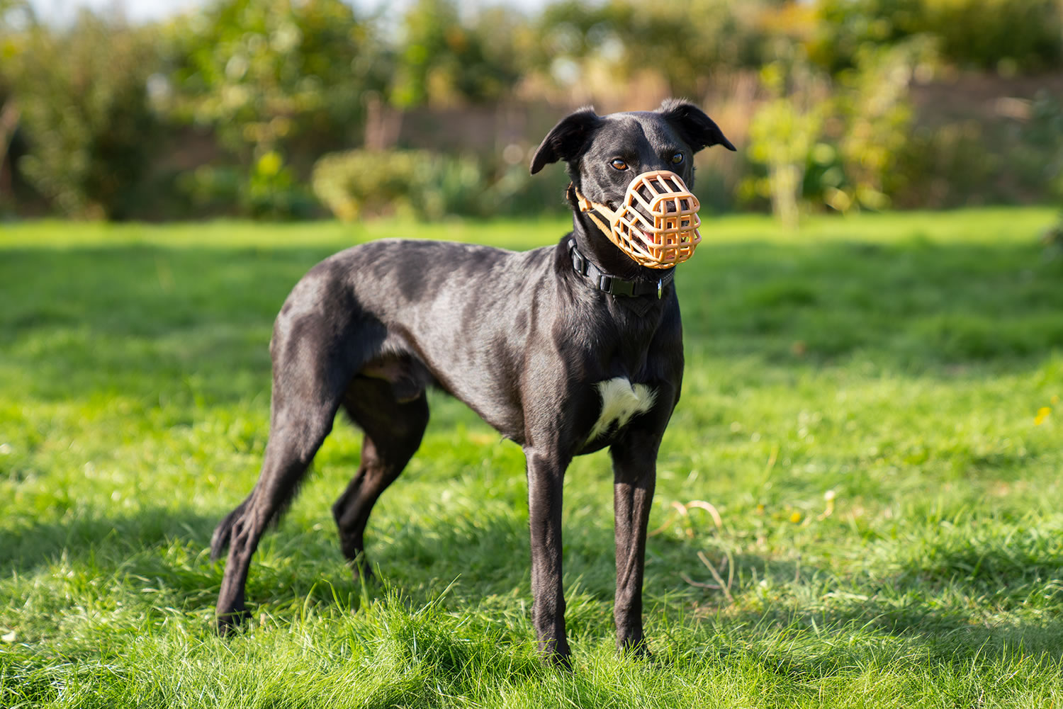 Dog Muzzles