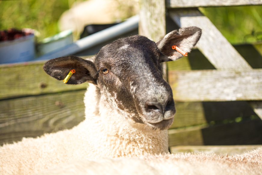 Sheep Identification Tags