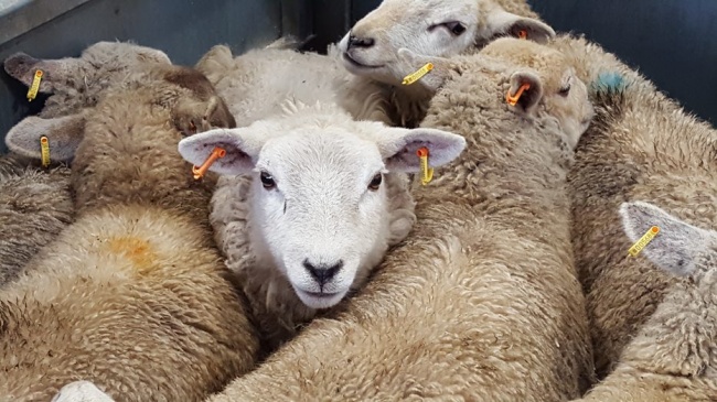 TagFaster Slaughter Tags: Streamlining Sheep Identification and Traceability