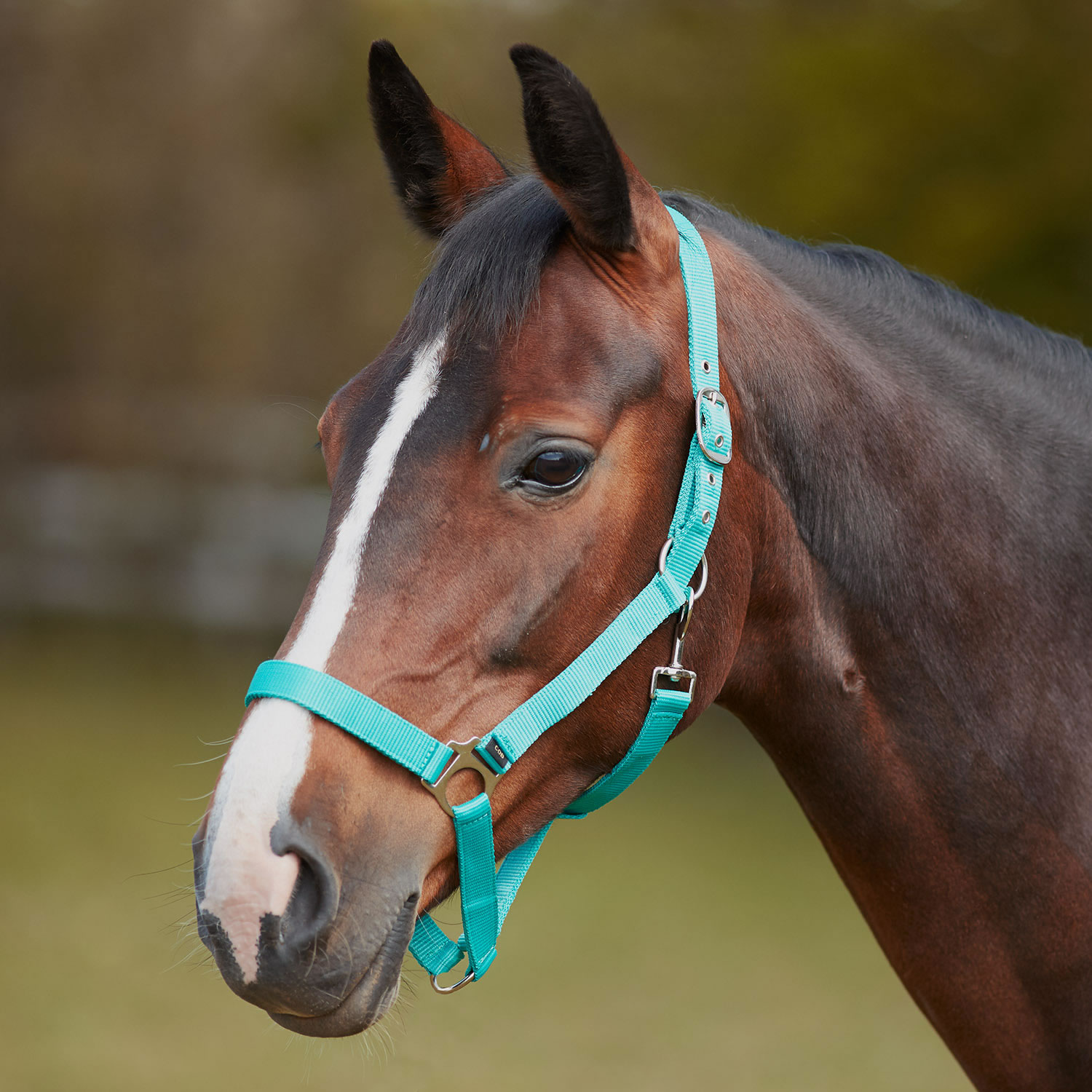 Premier Equine Plain Leather Head Collar -Pasco - Manor Equestrian