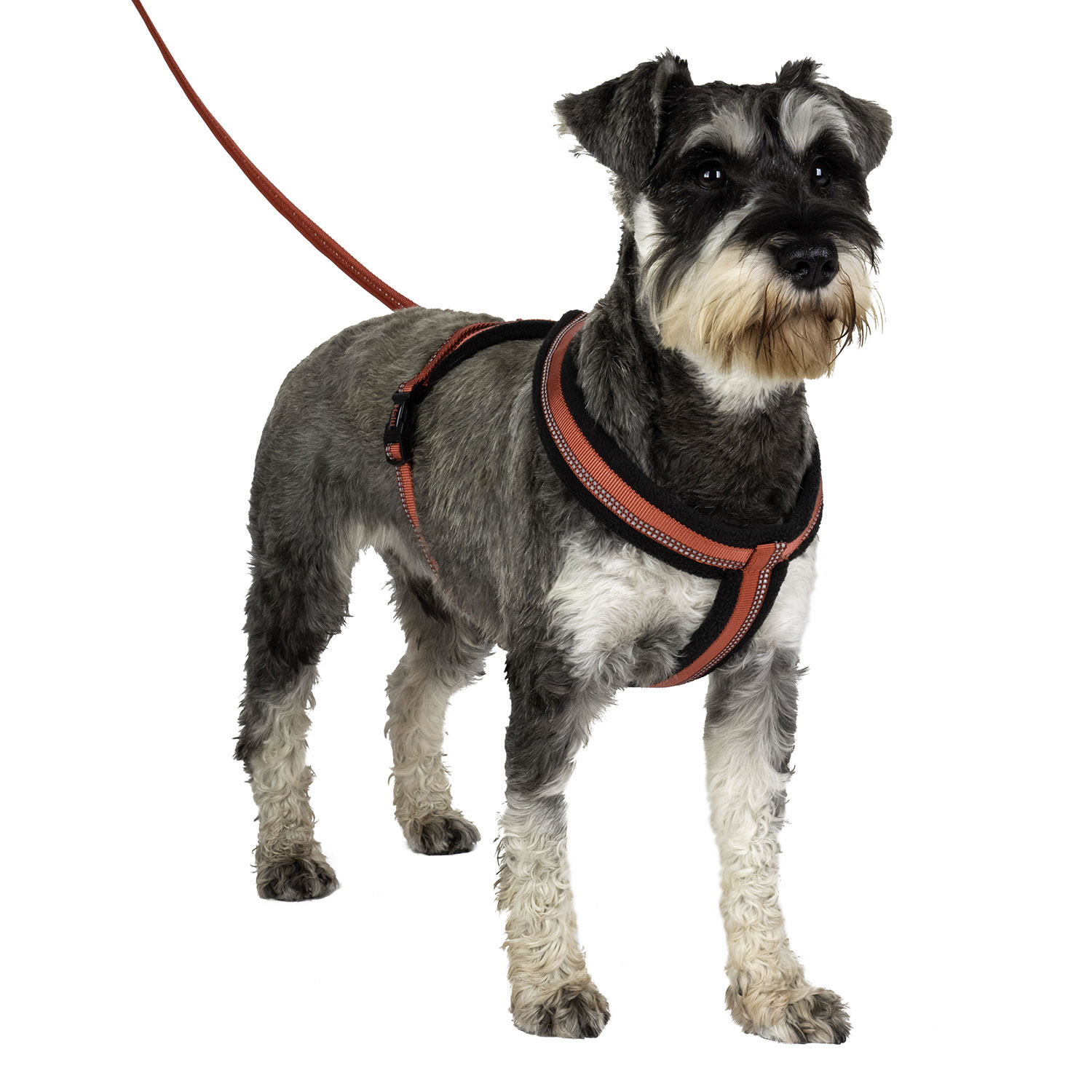 HALTI COMFY HARNESS  SMALL