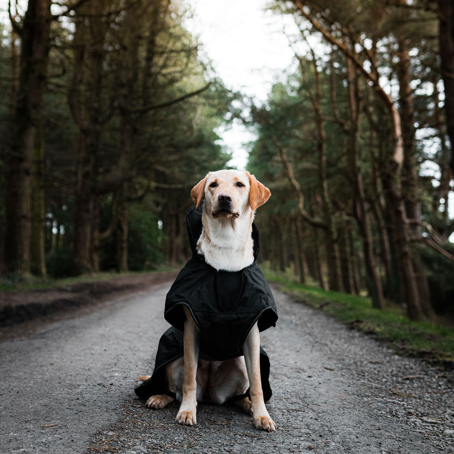 Labrador jacket cheap