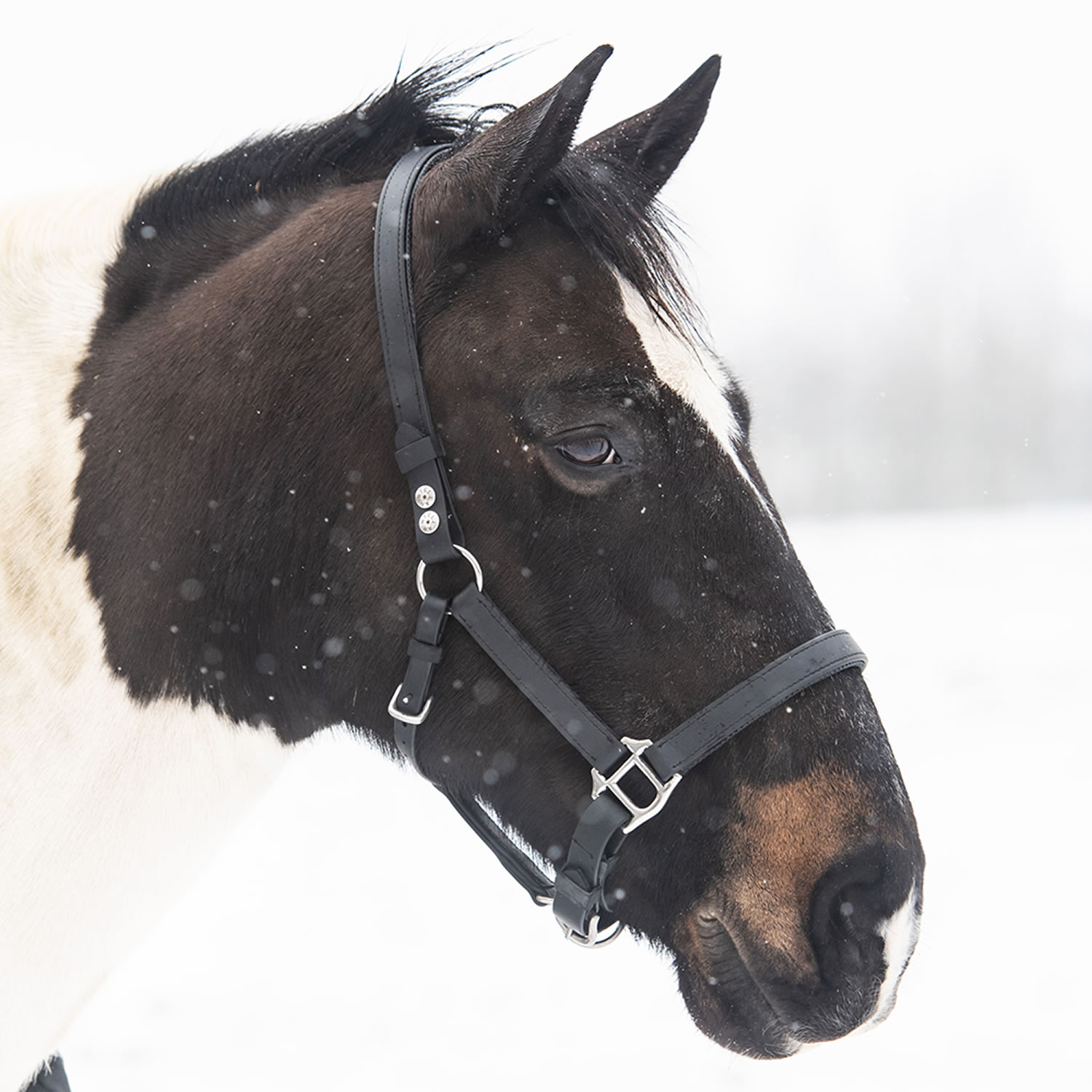 EQUILIBRIUM STELLAR HEADCOLLAR BLACK Small SMALL