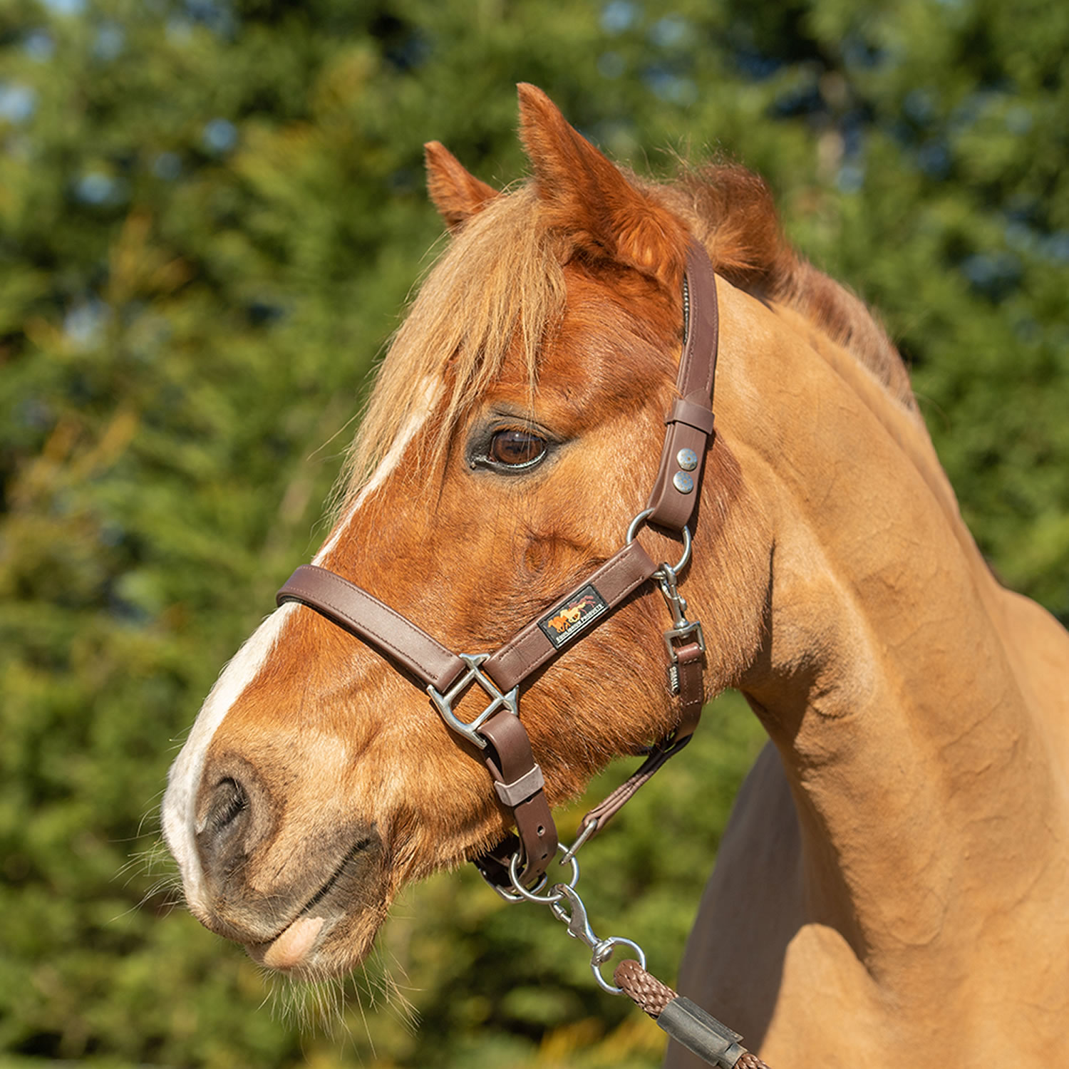 EQUILIBRIUM STELLAR HEADCOLLAR BROWN Small SMALL