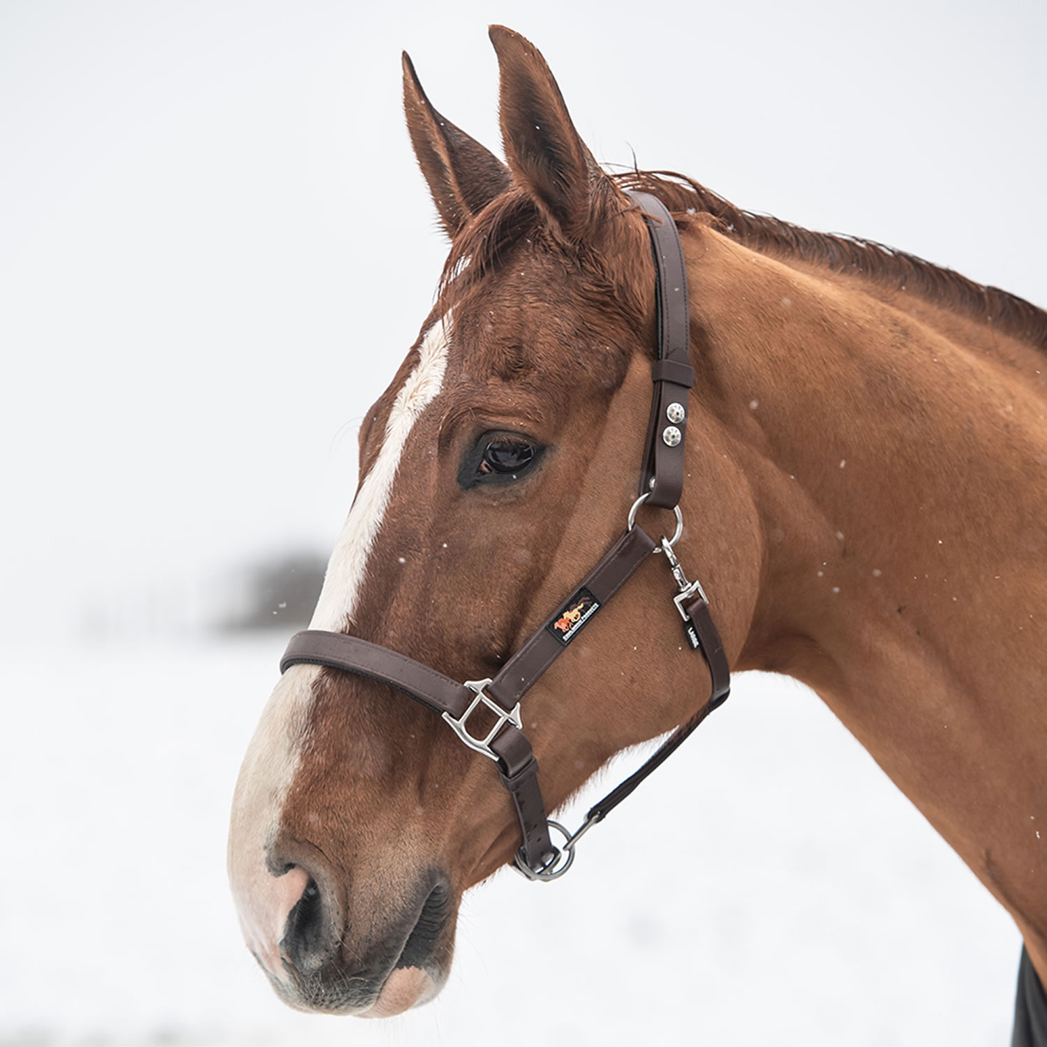 EQUILIBRIUM STELLAR HEADCOLLAR BROWN Large LARGE