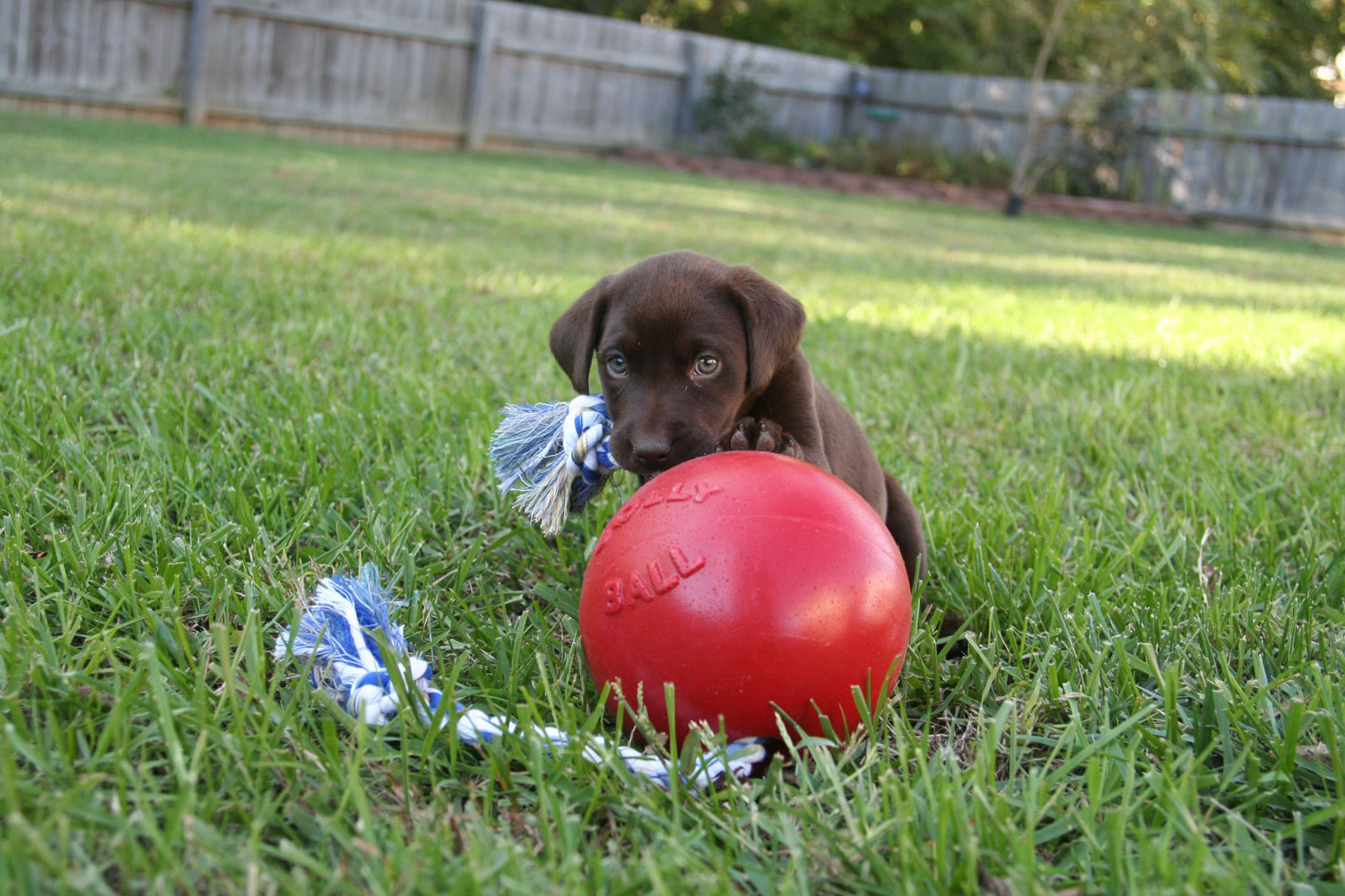 JOLLY PETS ROMP-N-ROLL 4.5'' 4.5'' RED