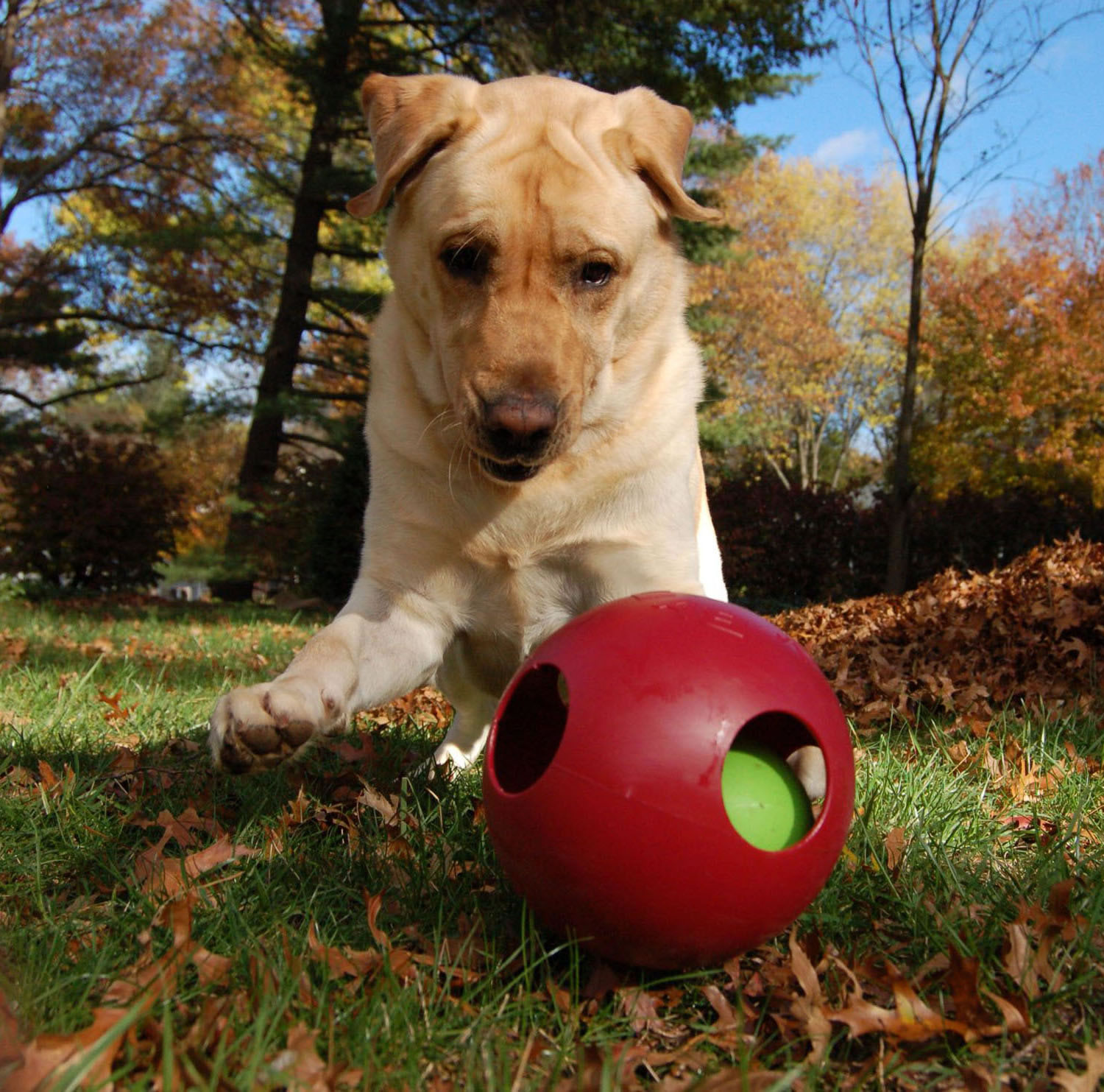 JOLLY PETS TEASER BALL 6'' 6'' RED