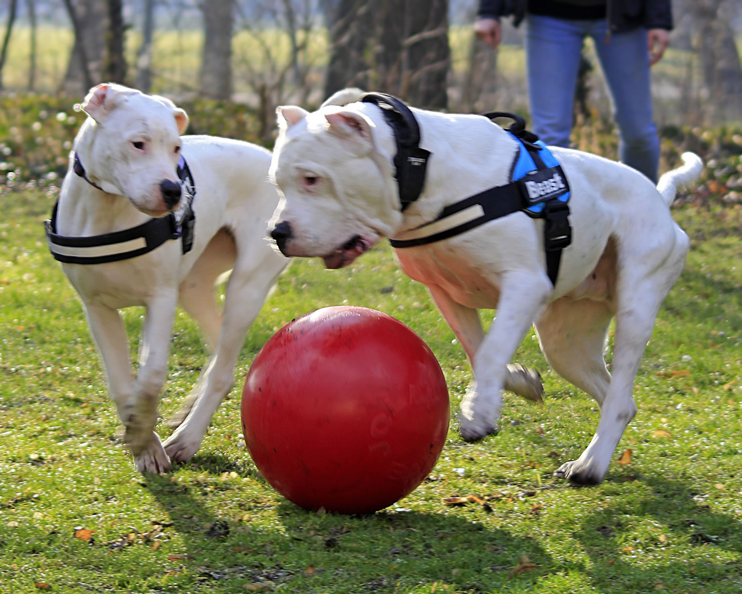 JOLLY PETS PUSH-N-PLAY 14'' 14'' RED