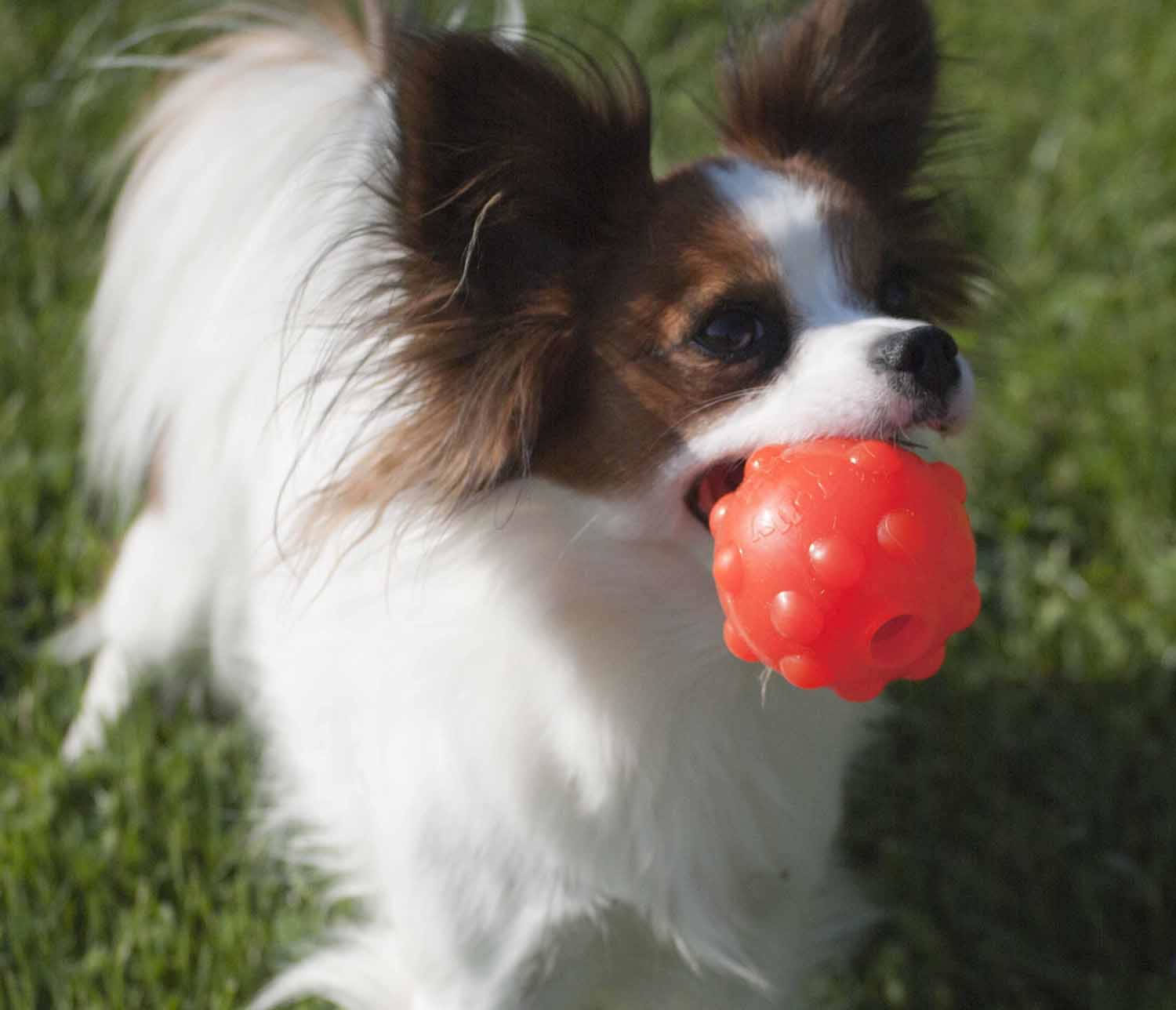 JOLLY PETS JOLLY JUMPER 4'' 4'' ORANGE