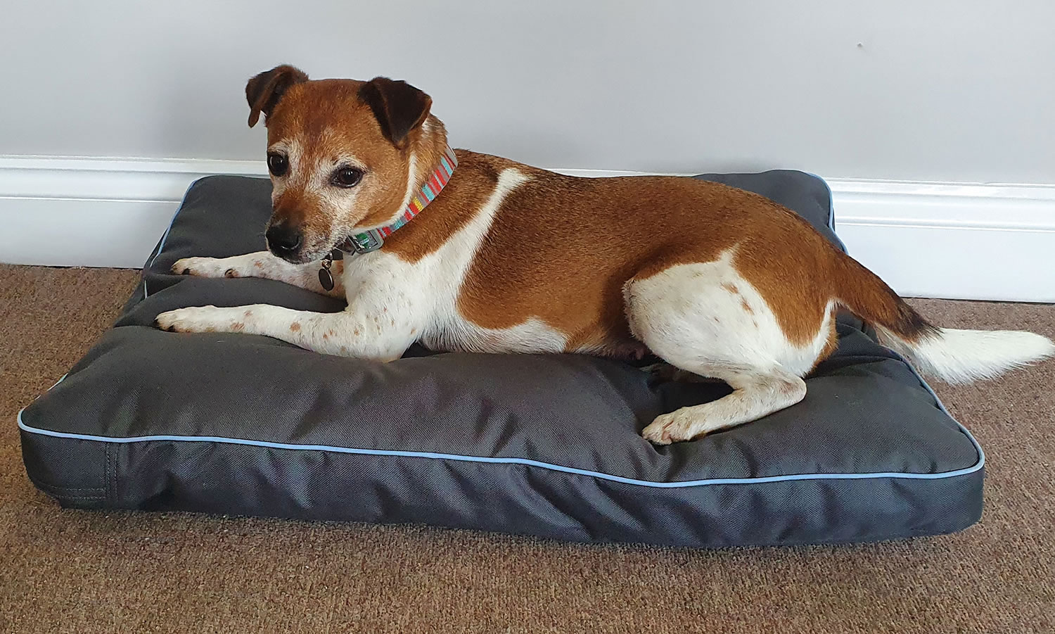 HENRY WAG BRECON ADVENTURE BED