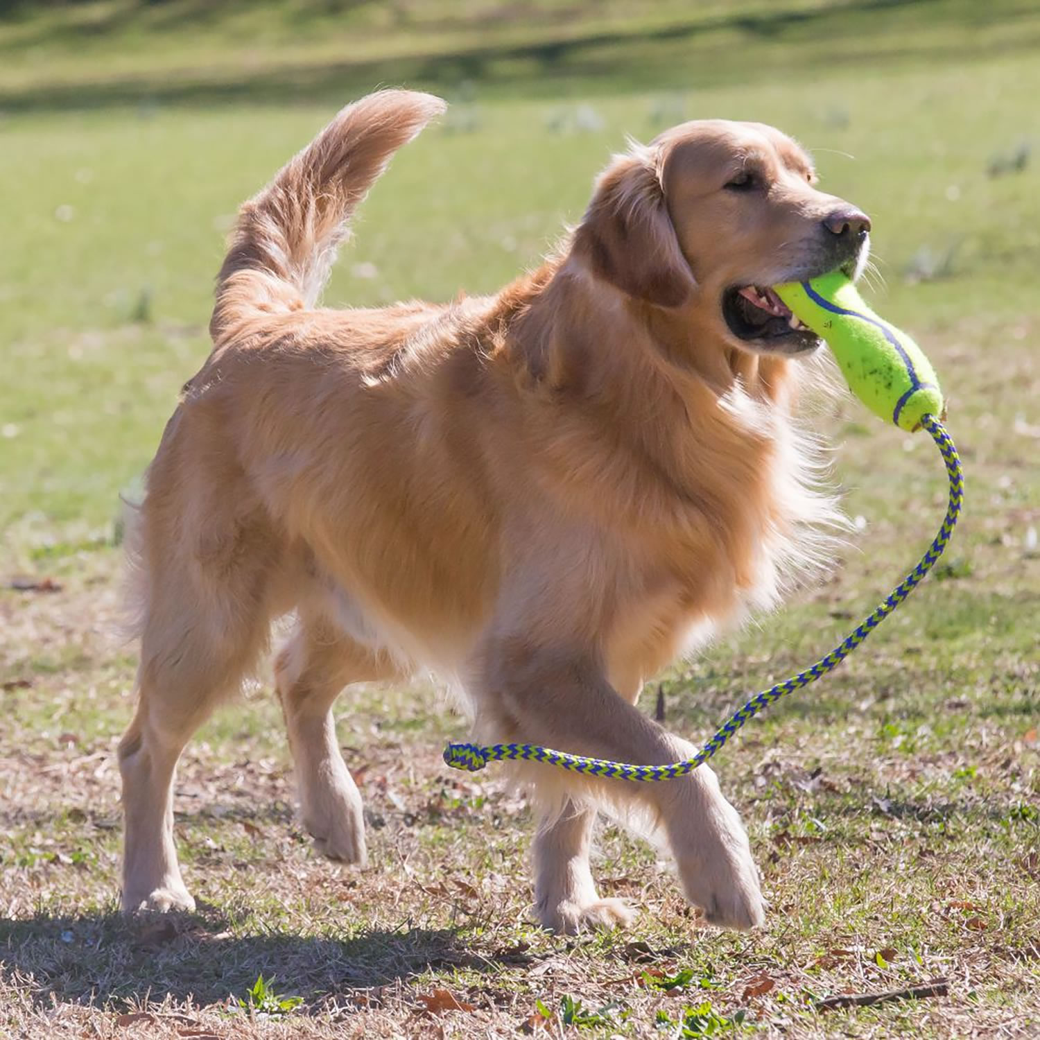 KONG AIRDOG FETCH STICK WITH ROPE LARGE