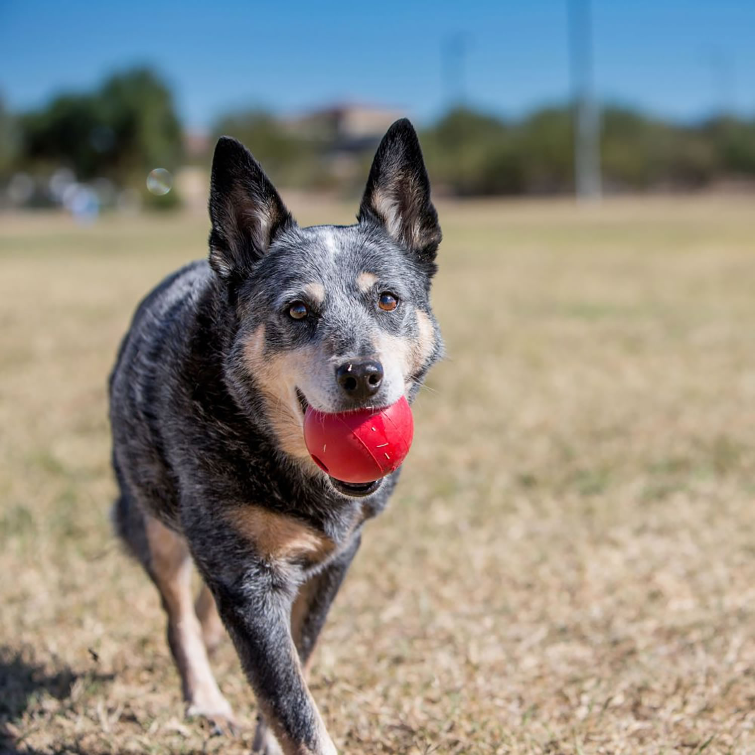 KONG BALL MEDIUM/LARGE