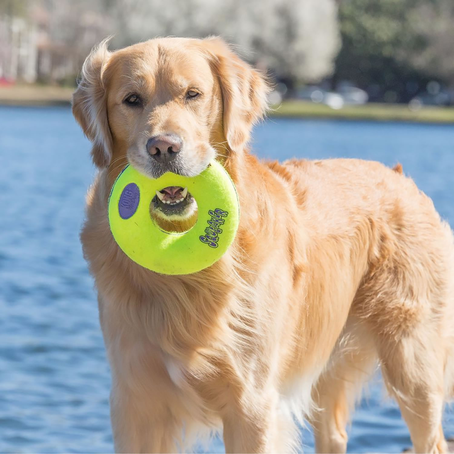 KONG AIRDOG SQUEAKER DONUT LARGE YELLOW/BLUE