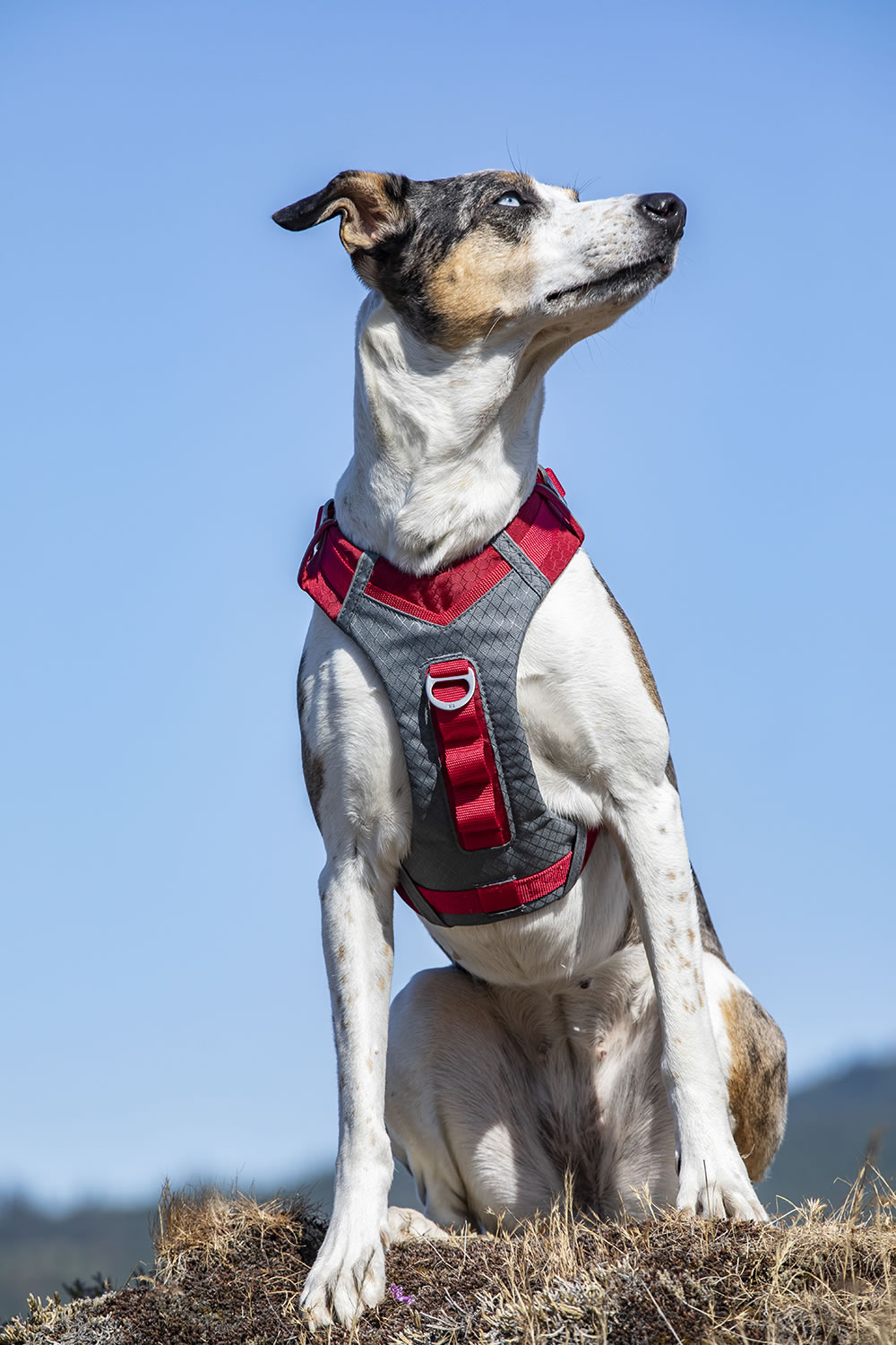 KURGO JOURNEY AIR HARNESS RED   LARGE