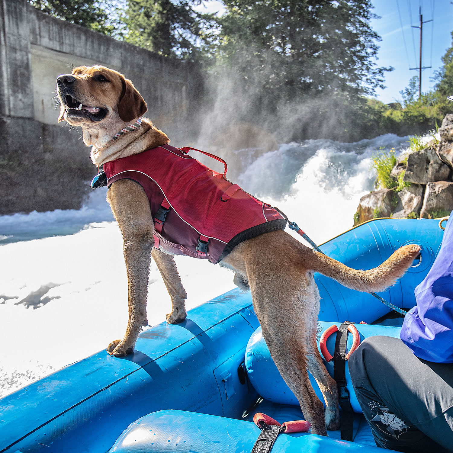 Mark todd online dog fleece