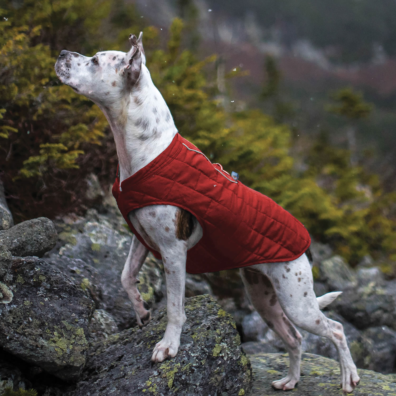 Loft sales dog jacket