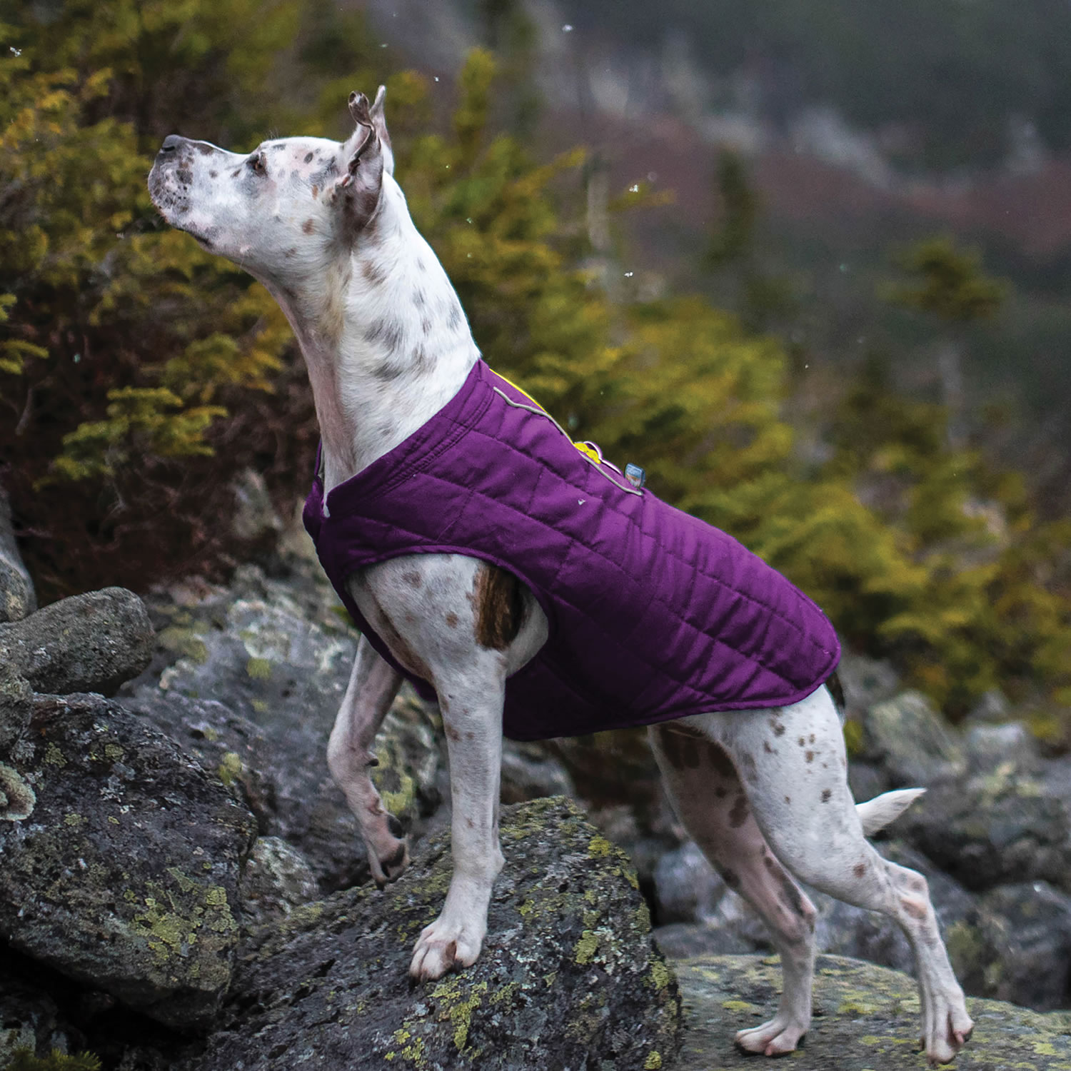 KURGO LOFT JACKET MEDIUM totalfarmsupplies