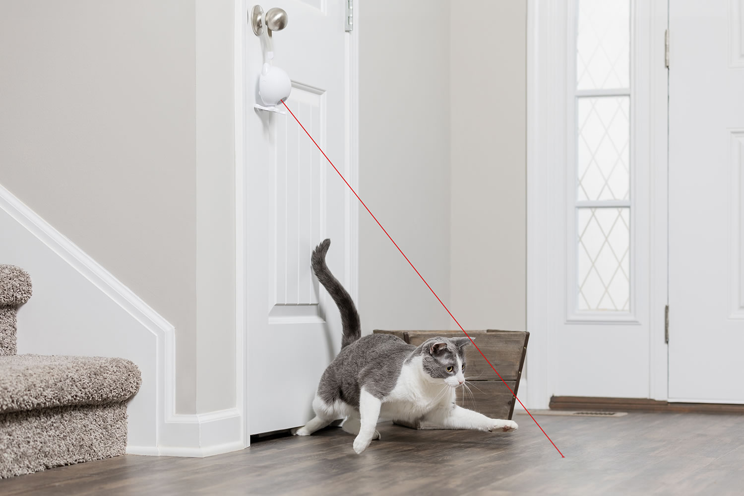 PetSafe Dancing Dot Laser Cat Toy