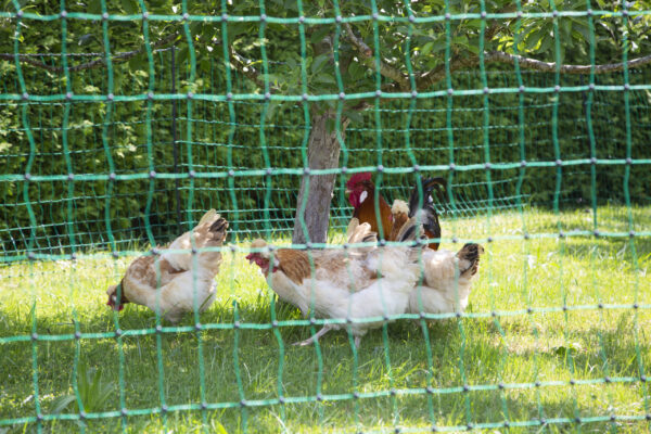 Non-electrified Poultry Net (112cm x 50m)