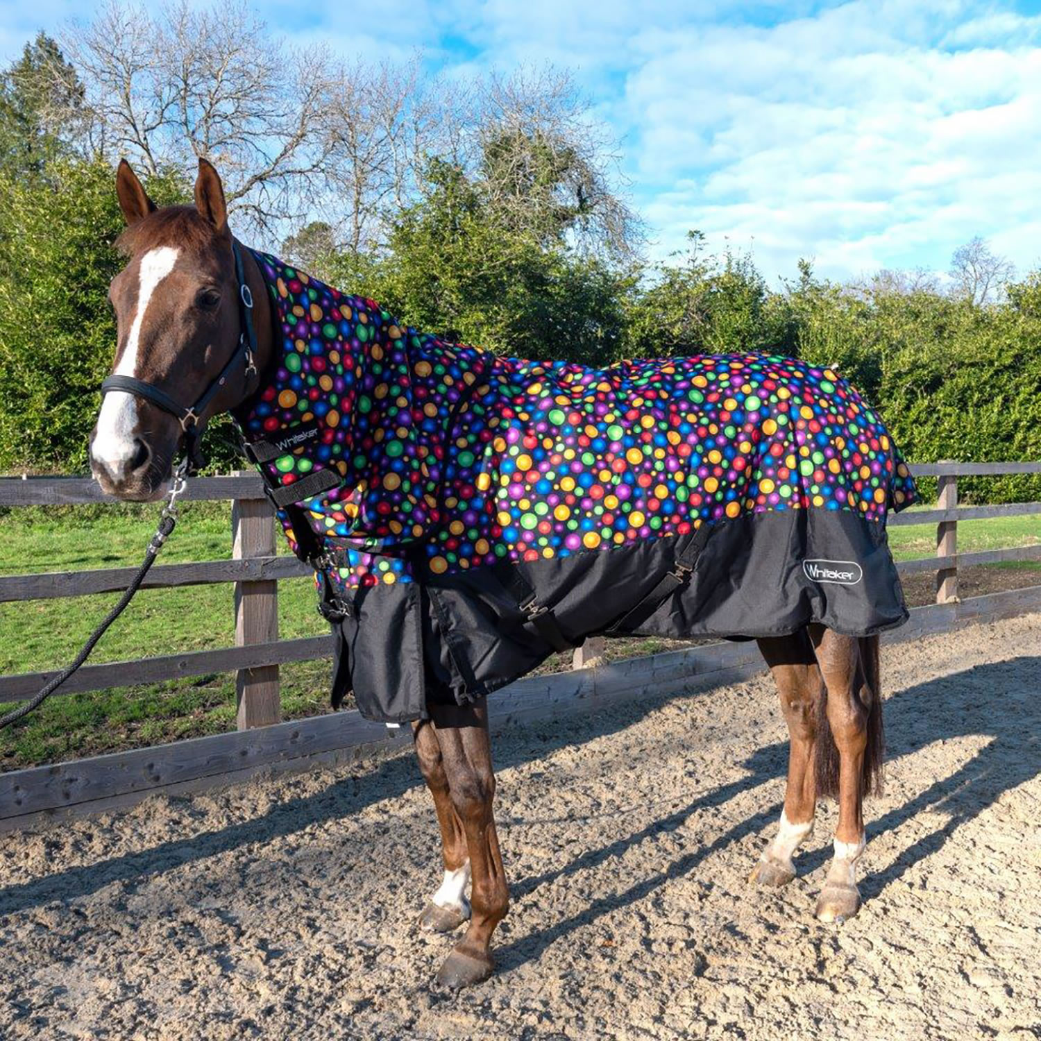 whitaker-whiston-turnout-rug-detachable-neck-170gm-dotty-6-3-turnout