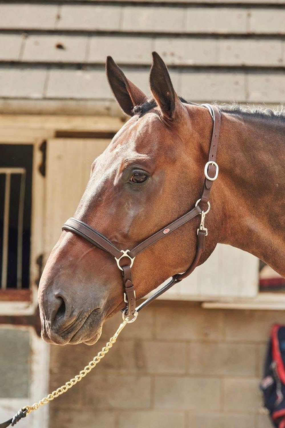 NEW Whitaker Soft Leather Pony Headcollar (15) main image 0