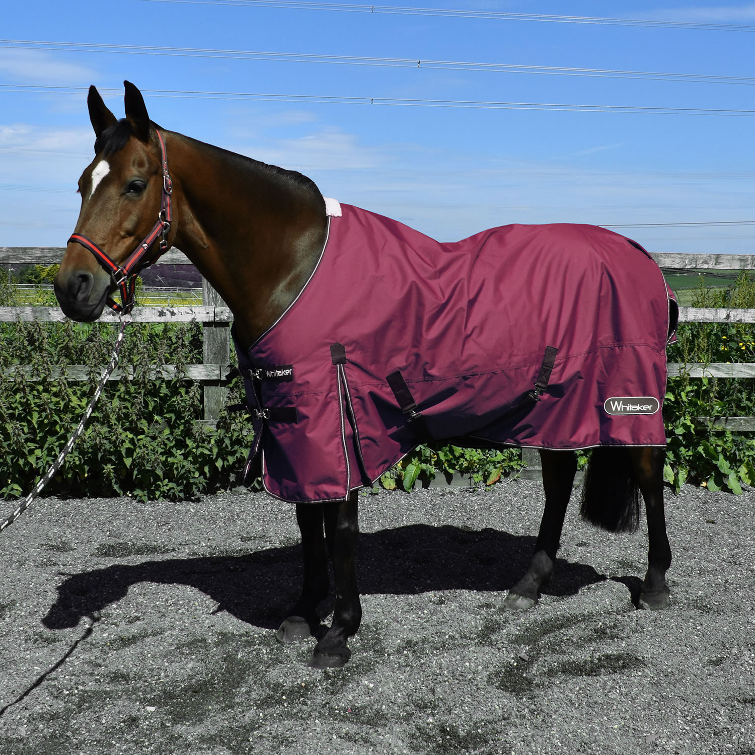 WHITAKER THISTLE TURNOUT RUG 100GM PLUM  4' 6'' TURNOUT RUG