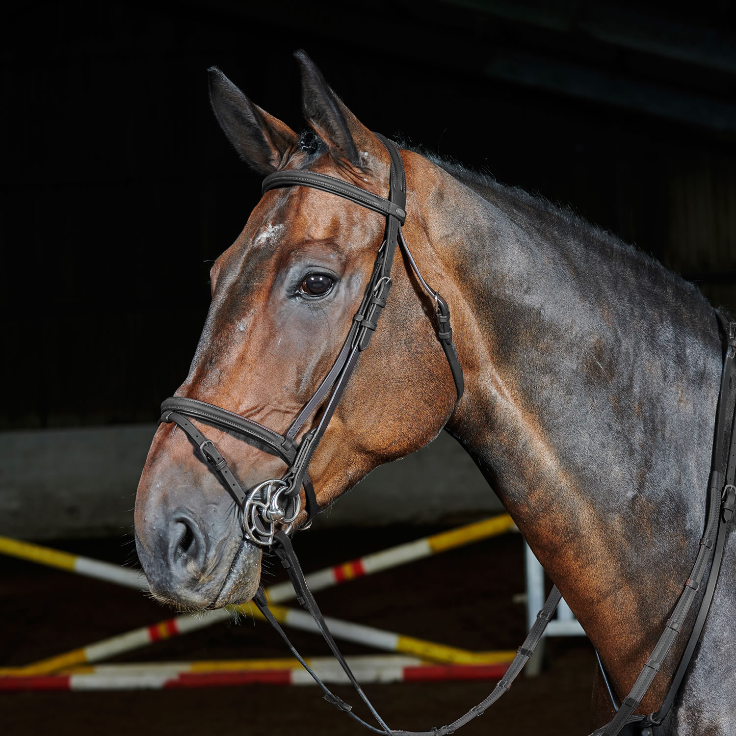 WHITAKER READY TO RIDE FLASH BRIDLE  FULL