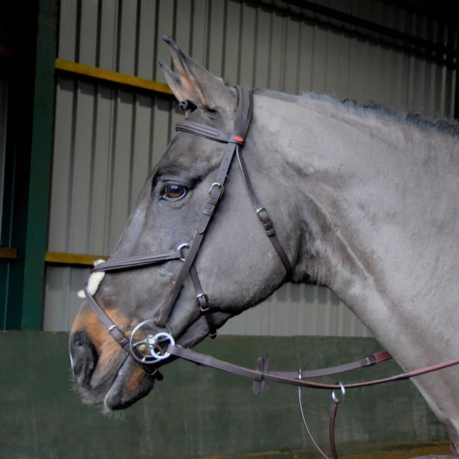 WHITAKER READY TO RIDE MEXICAN BRIDLE  COB