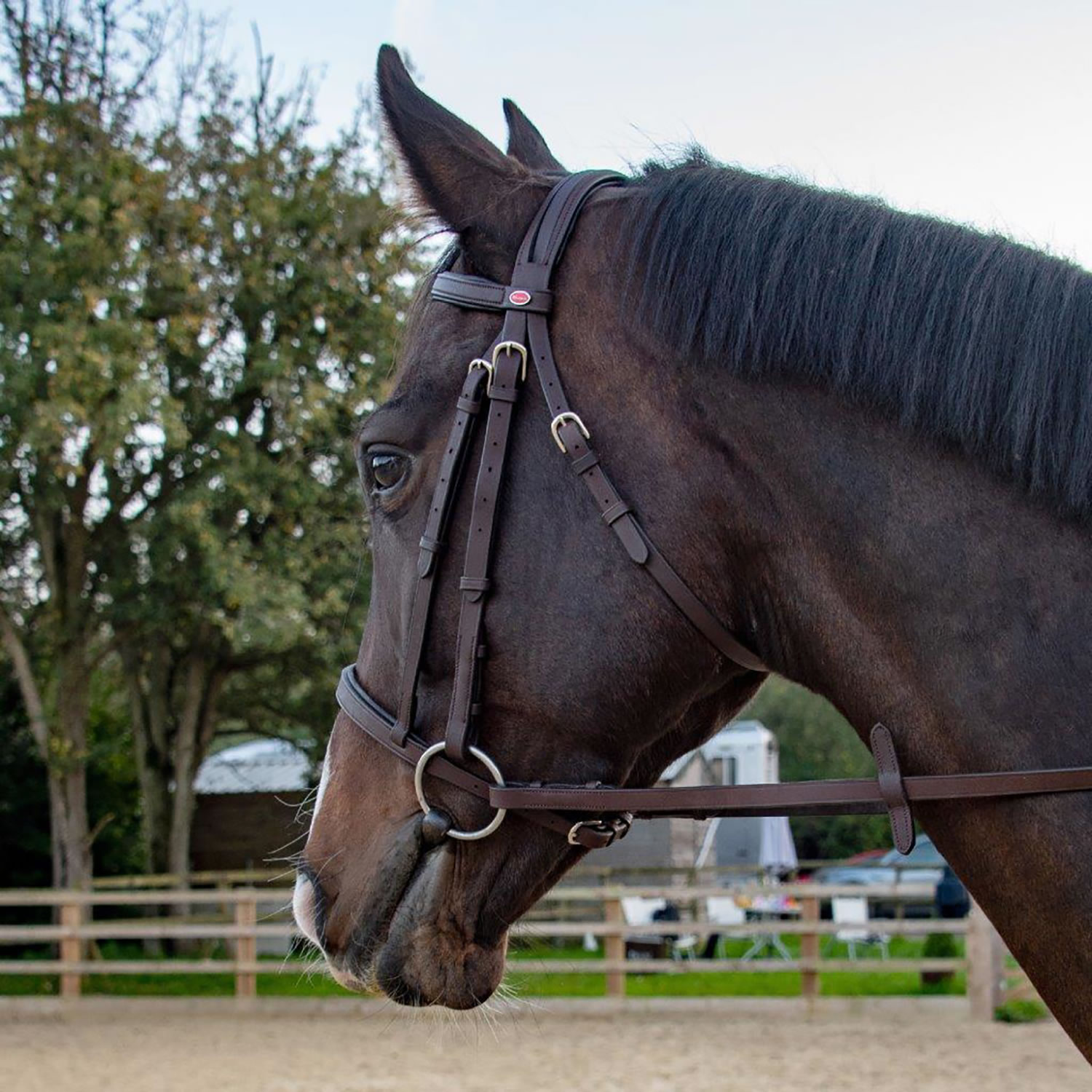 WHITAKER READY TO RIDE SNAFFLE BRIDLE  COB