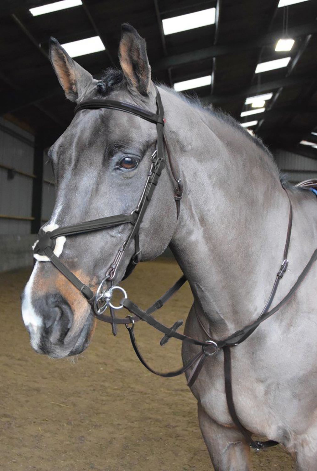 WHITAKER READY TO RIDE MARTINGALE  PONY