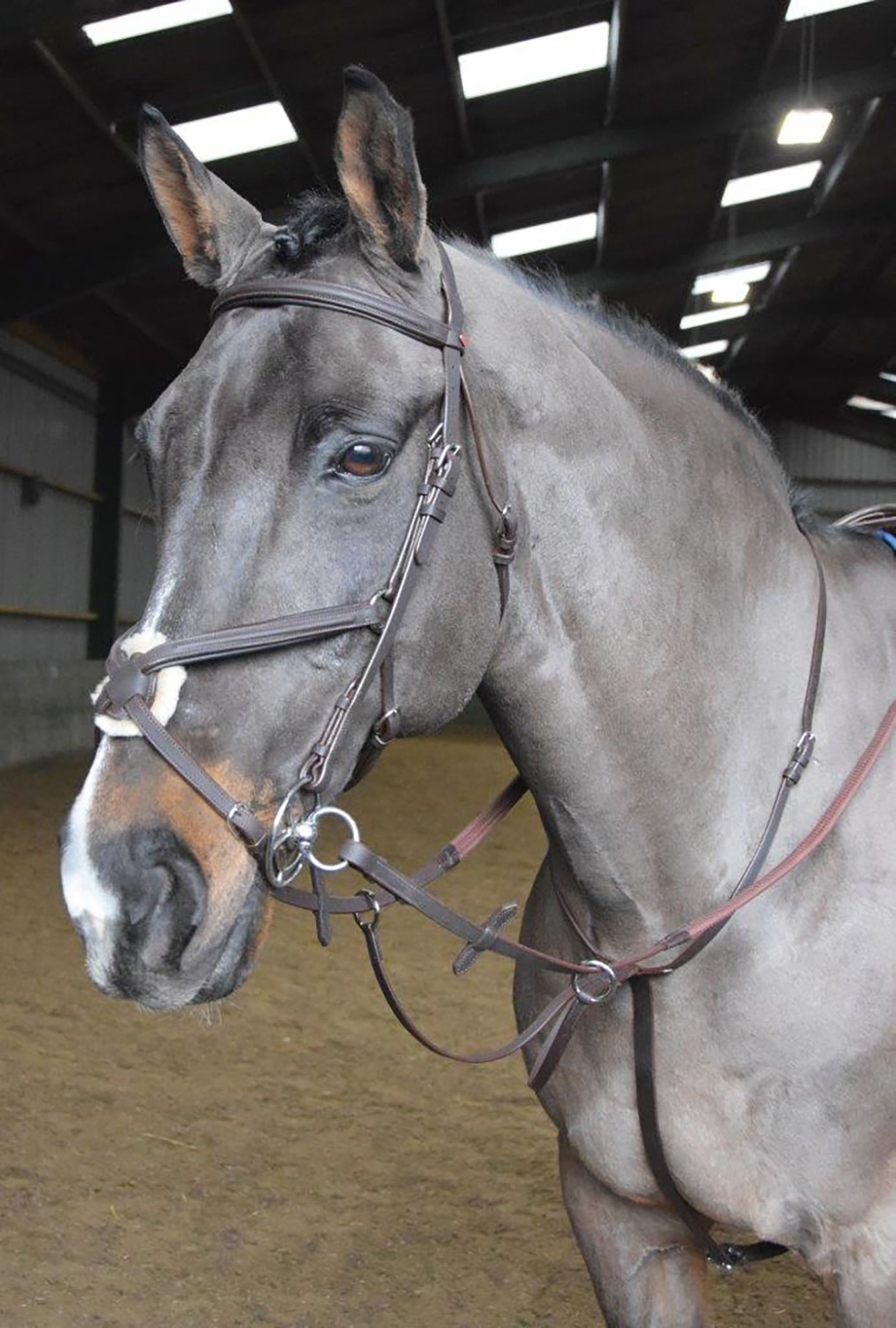 WHITAKER READY TO RIDE MARTINGALE  PONY