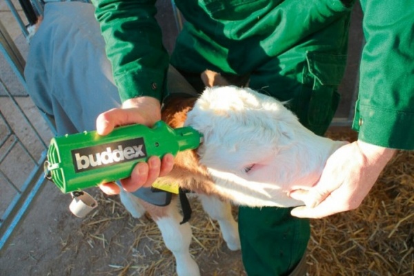 Buddex Battery Powered Horn Remover
