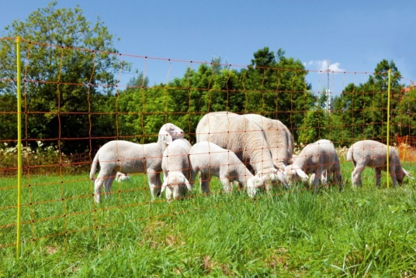 Sheep Net (90cm x 50m)