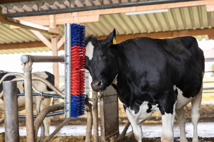 HappyCow Bully Cattle Scratch Brush | Heavy Duty Bull Brush ...